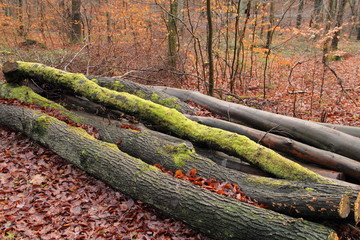 Holzstämme im Wald