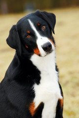 Appenzeller Sennenhund