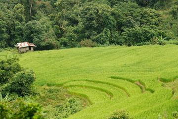 Old Cottage and green terraced rice field in Chiang Mai, Thailan