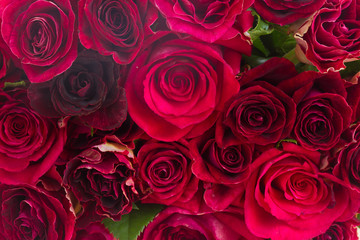 pile of red roses