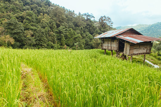 Old Cottage and green terraced rice field in Chiang Mai, Thailan