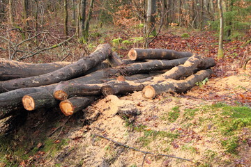 Holzstämme