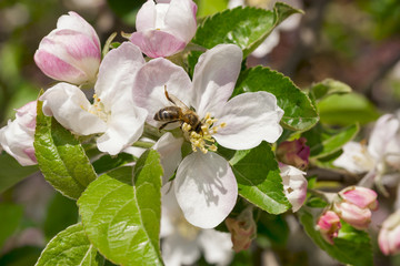 bee on a flower apple trees