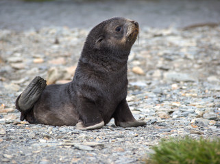 Baby fur seal in South Georgia Antarctica