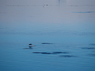 Adelie Penguins swimming and diving in Antarctica © amheruko