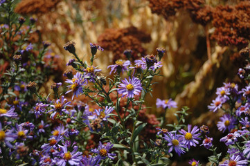 Many blue flowers such as chrysanthemums in the fall.