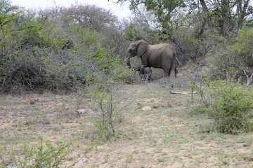 Naklejka premium Elephants, Kruger National Park, South Africa