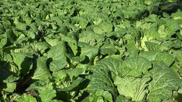 Field of Chinese cabbage (Brassica rapa subsp. pekinensis) at a farm.