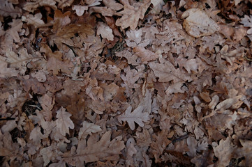 Lots oak leaves lying on the ground in the fall.
