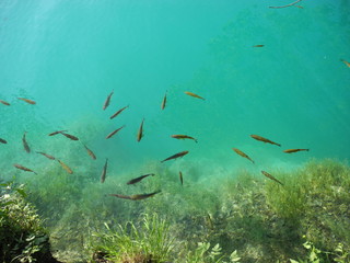 Fototapeta na wymiar Fishes at the pure lake.