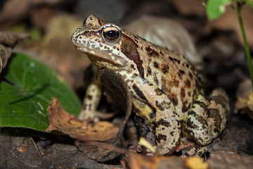 Naklejka premium frog in the habitat
