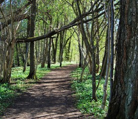 Fototapeta premium Vår promenad