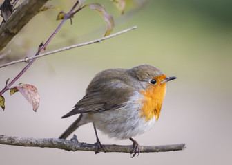 Nature background: robin