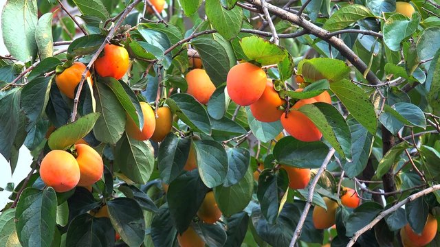 Ripe Oriental Persimmon fruit on the tree (Diospyros kaki).