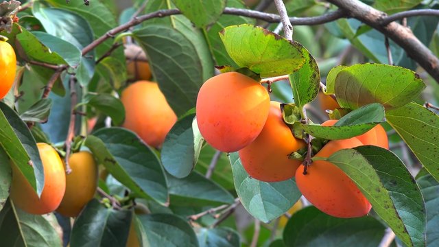 Ripe Oriental Persimmon fruit on the tree (Diospyros kaki).