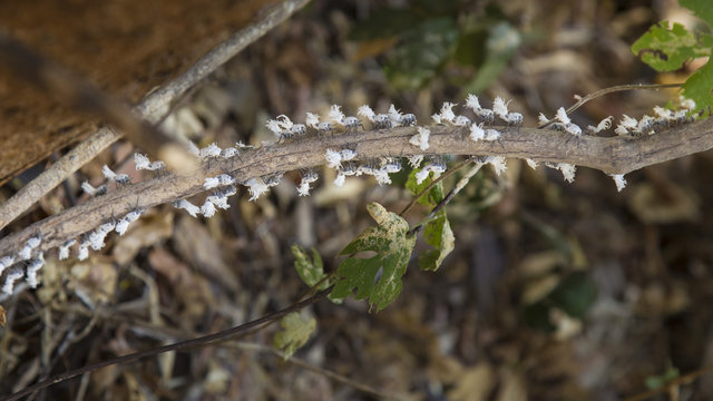 White flatid leaf bugs in Madagascar