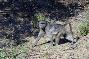 Monkey, Kruger National Park, South Africa