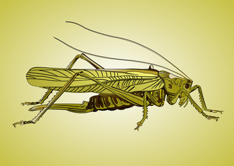 Grashüpfer