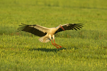 Storch