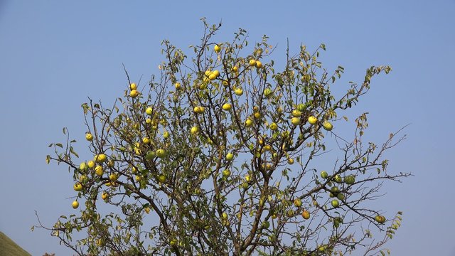 Ripe Chinese quince fruit on the tree (Pseudocydonia sinensis).
