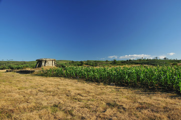 dolmen and field of corn
