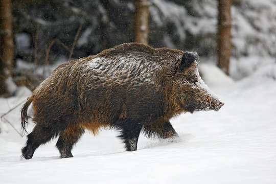 Wildschwein