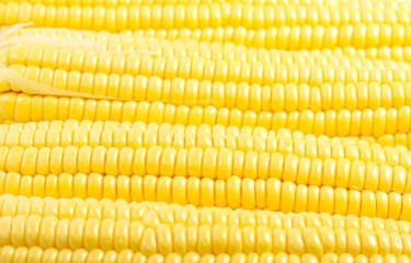 Fresh yellow corn