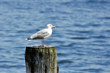Möwe