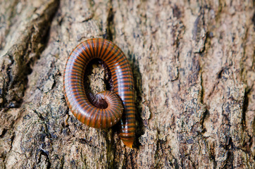 Millipede