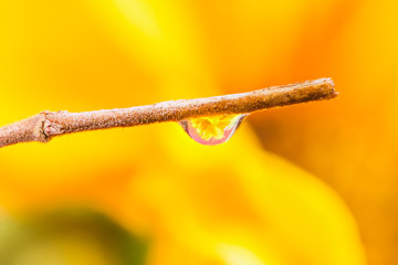 Flower refraction in a dew drop on a twig