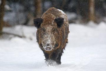 Wildschwein