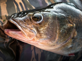 the head of a large fish against a kamuflazh