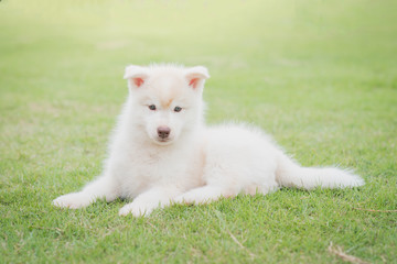 Fototapeta premium siberian husky puppy lying on green grass