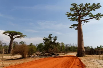 Papier Peint photo autocollant Baobab Baobabs dans un paysage malgache