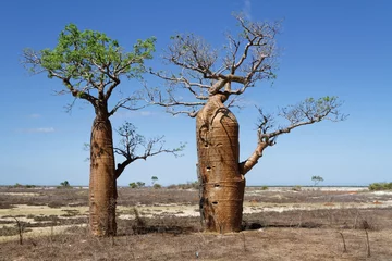 Tableaux ronds sur aluminium brossé Baobab Baobabs dans un paysage malgache