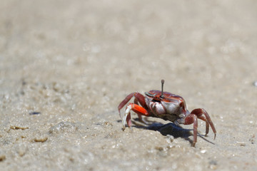 Crabe violoniste ou Uca Pugilator