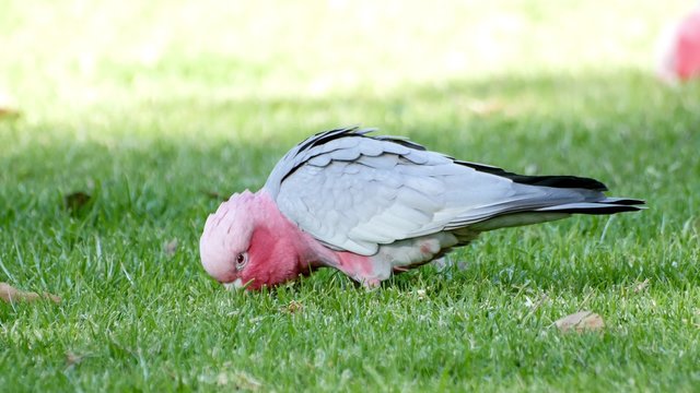 Beautiful pink and grey galah feeding on lush grass in 4K