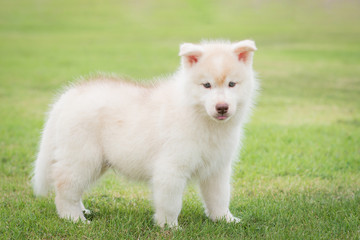 Cute siberian husky puppy playing