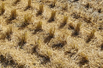 The rice straw from a harvested fields in Taiwan