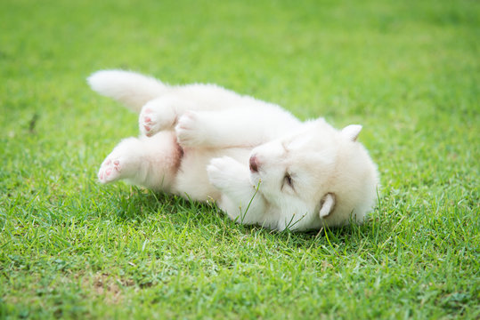  little siberian husky puppy lying