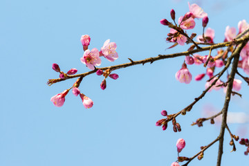 Sakura Flower or Cherry Blossom With Beautiful Nature Background