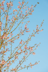 Sakura Flower or Cherry Blossom With Beautiful Nature Background