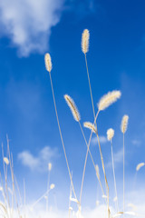 Obraz premium 猫じゃらしと澄んだ冬空