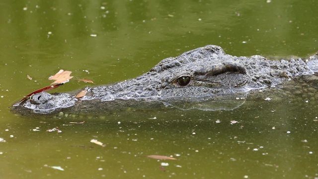 Portrait of a Nile crocodile (Crocodylus niloticus) submerged in water, South Africa