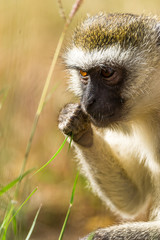 Grünmeerkatze knabbert an einem Grashalm