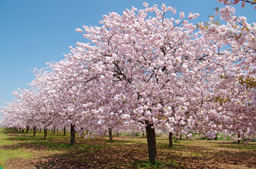 Obraz premium 満開に咲く八重桜の並木