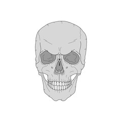 scary skull