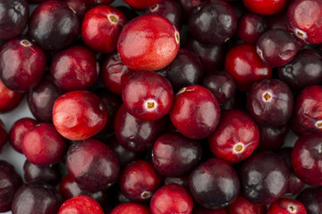 Fresh Cranberry