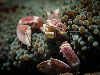 Neopetrolisthes Maculatus(Spotted Porcelain Crab) in an Sea Anemone