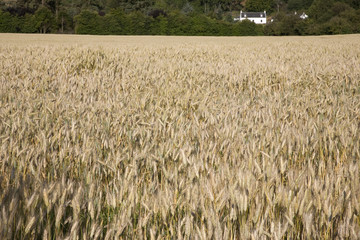Wheat Field with House in Background on the Isle of Arran, Scotland